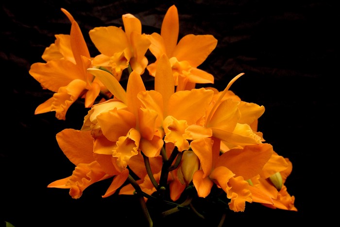 Orange Cattleya orchids on black background