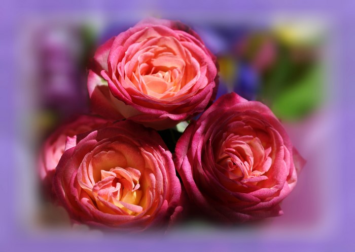 Three pink and orange roses