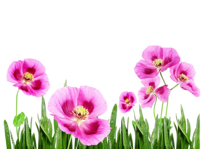 Pink Poppies with Water Drops on Green Grass