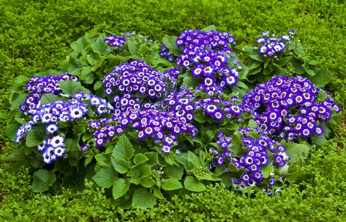 Purple and white Cineraria flowers in green foliage