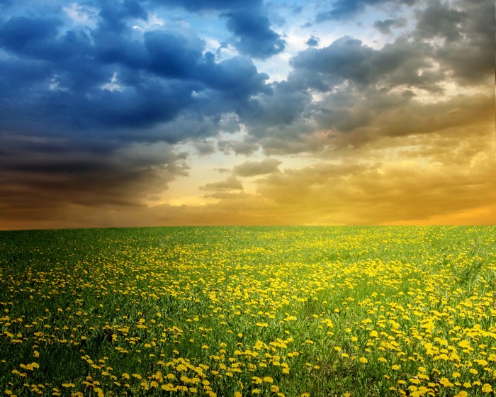 Field of dandelions under a dramatic sky