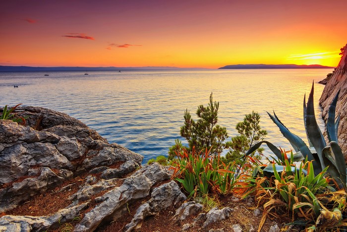 Sunset over the sea with rocky coast and plants