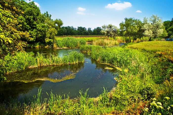 River and reeds in summer scenery