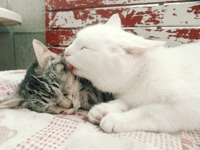 Two cats grooming each other