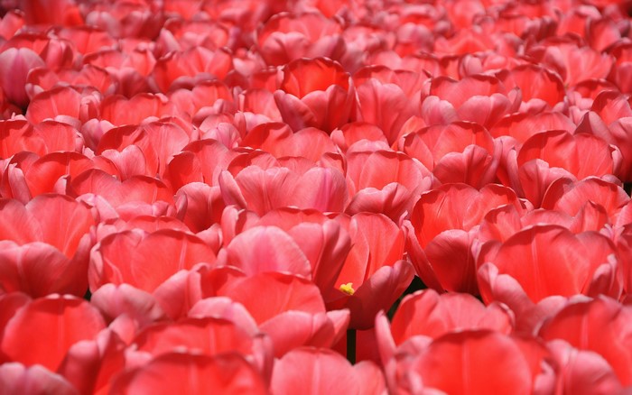 Field of Red Tulips
