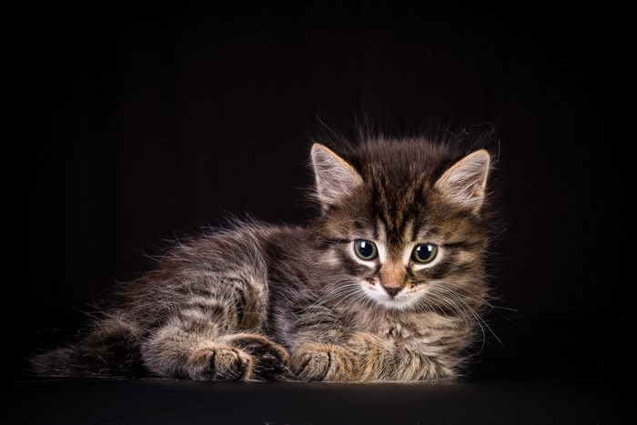 A fluffy tabby kitten lying down