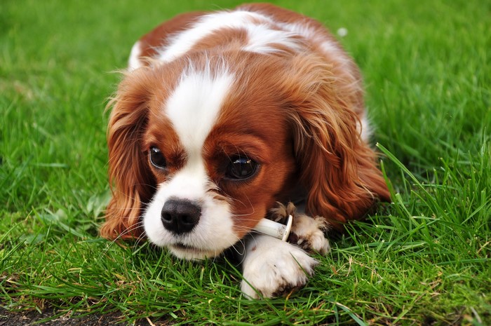 Cavalier King Charles Spaniel puppy lying on grass