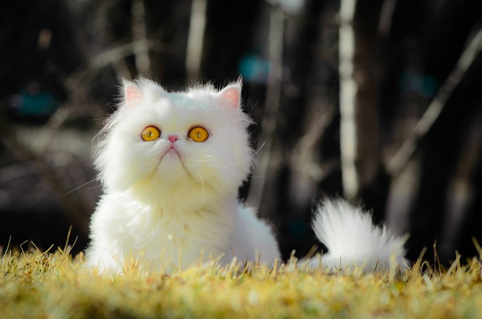 White Fluffy Cat with Yellow Eyes