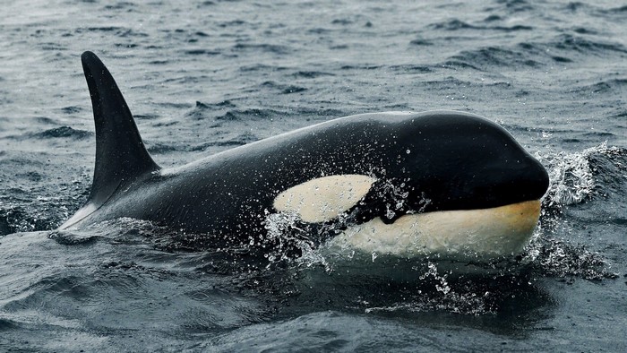 Orca whale swimming in the ocean
