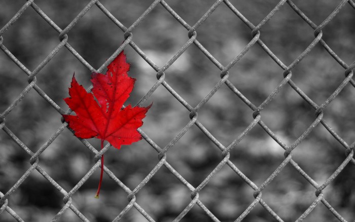 Red maple leaf on a chain-link fence