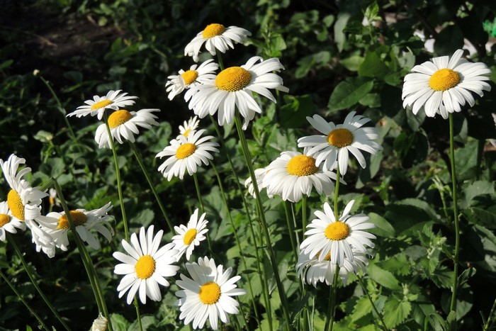 Field of white daisies with yellow centers