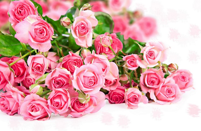 A bouquet of pink roses
