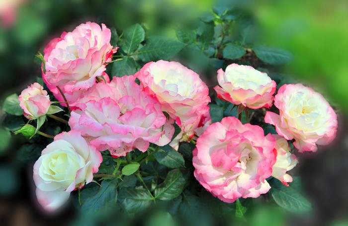 Close-up of pink and white roses