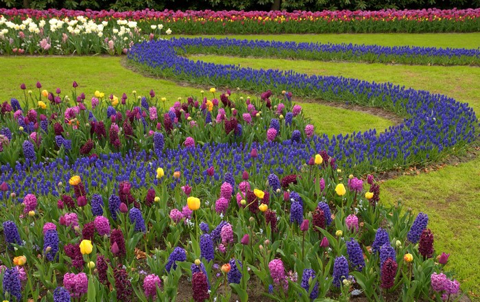 Flower beds with tulips and hyacinths in a park