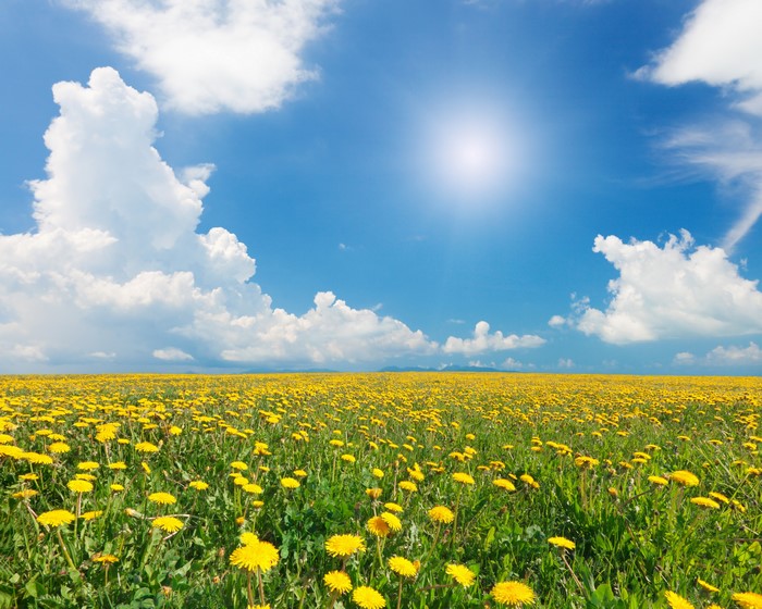 Field of Dandelions under a Sunny Sky