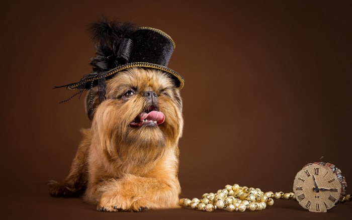 Dog wearing a hat with beads and a clock