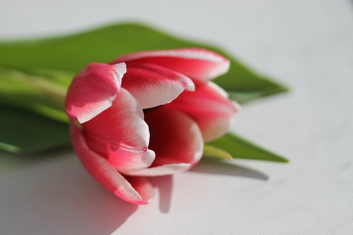 Pink and white tulip with green leaves
