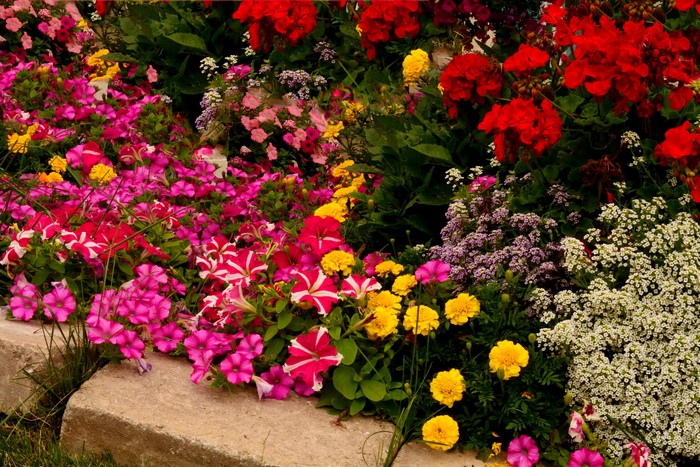 Colorful flower bed with petunias and marigolds
