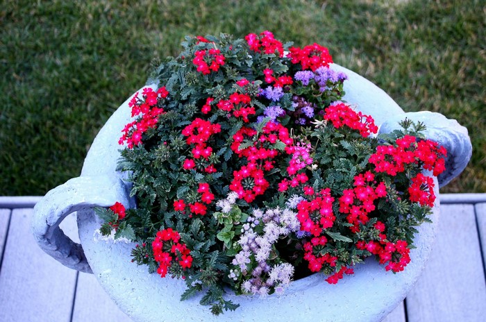 Red Verbena flowers in a light blue planter