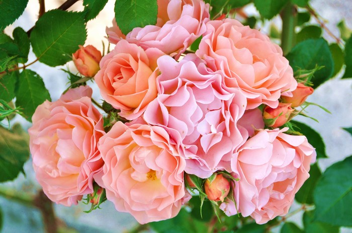 A cluster of pink and peach roses with green leaves