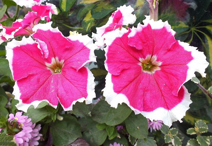 Two pink and white petunias in bloom