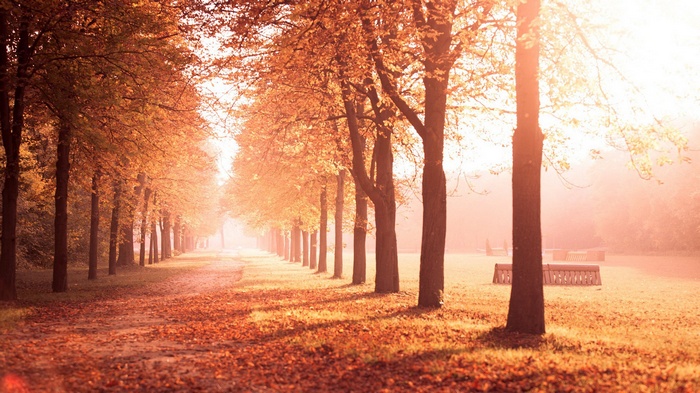 Autumn path lined with trees and fallen leaves