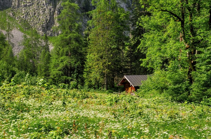 Wooden cabin in a dense forest with a meadow
