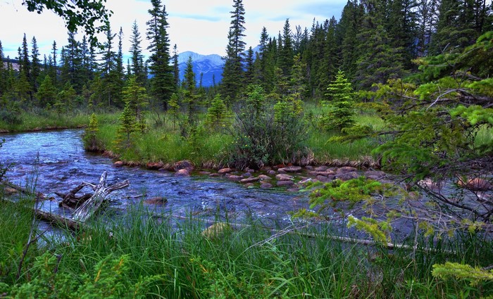 River flowing through a forest in Jasper National Park, Canada