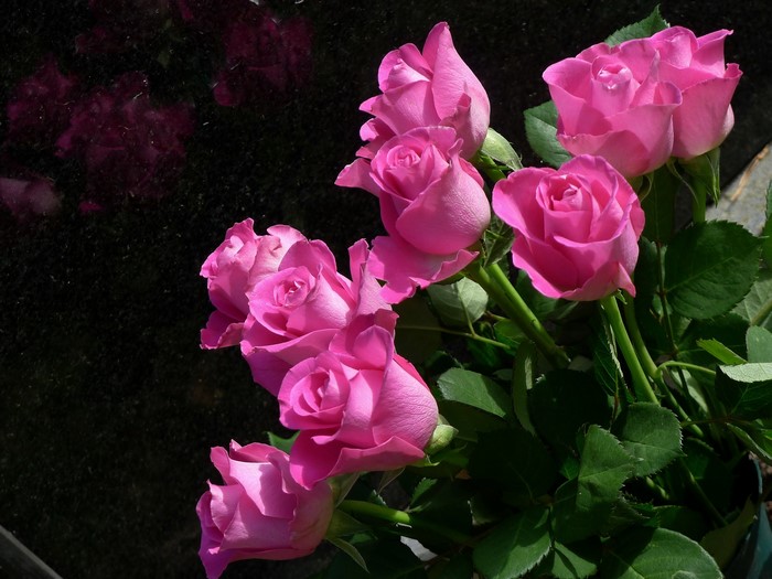 Bouquet of pink roses against a dark background
