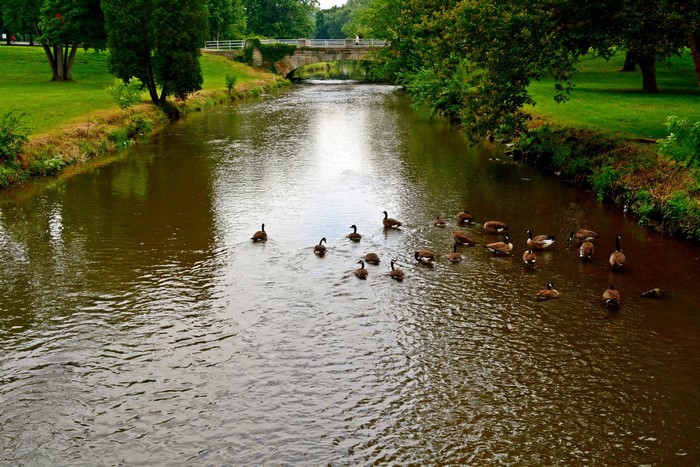 Geese swimming in a river with a bridge in the background