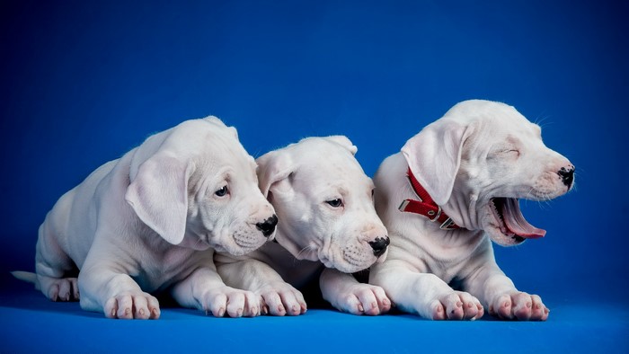 Three white bulldog puppies on a blue background