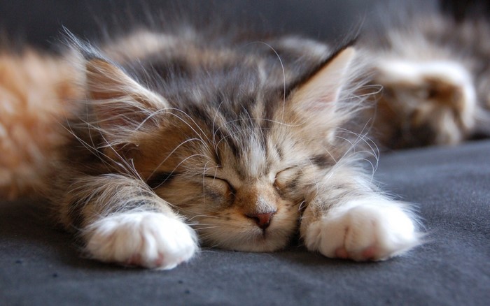 Fluffy kitten sleeping on a dark surface