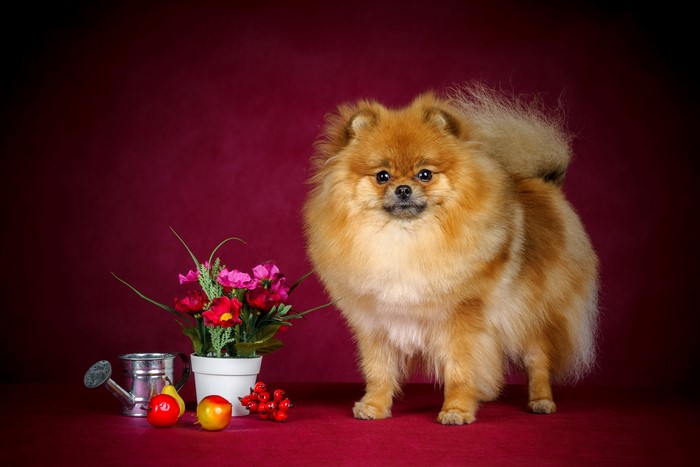 Pomeranian dog with flowers and fruit