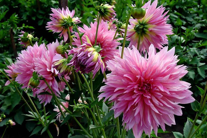 Pink Dahlias in a Garden