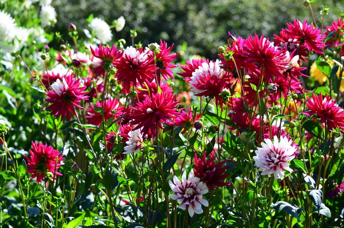 A field of vibrant pink and white dahlias in bloom
