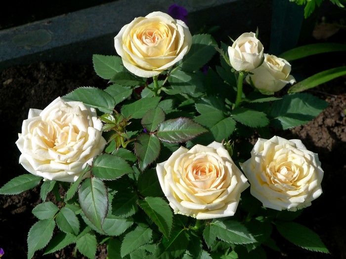 Cream roses blooming in a garden