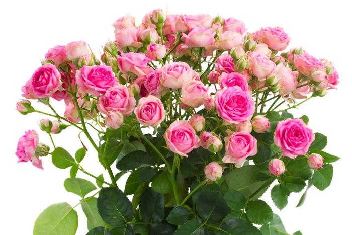 A bouquet of pink roses