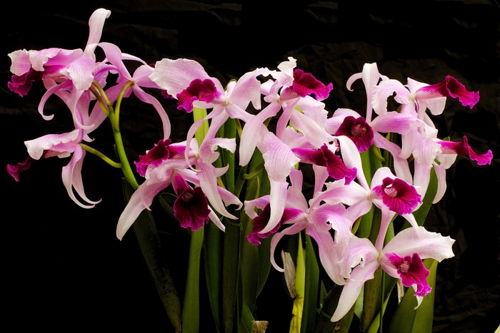 Pink and purple orchids on a black background