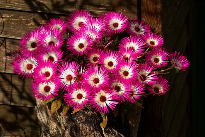 Pink Mesembryanthemum flowers in a wooden planter