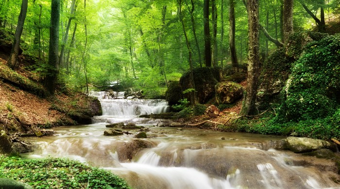 Waterfalls and trees in a lush forest