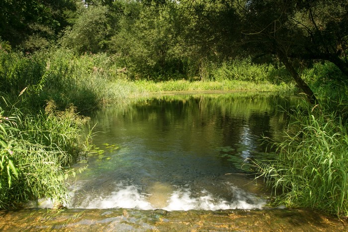 River flowing through a forest in Germany