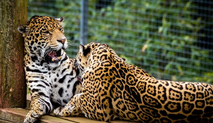 Two Jaguars interacting on wooden planks