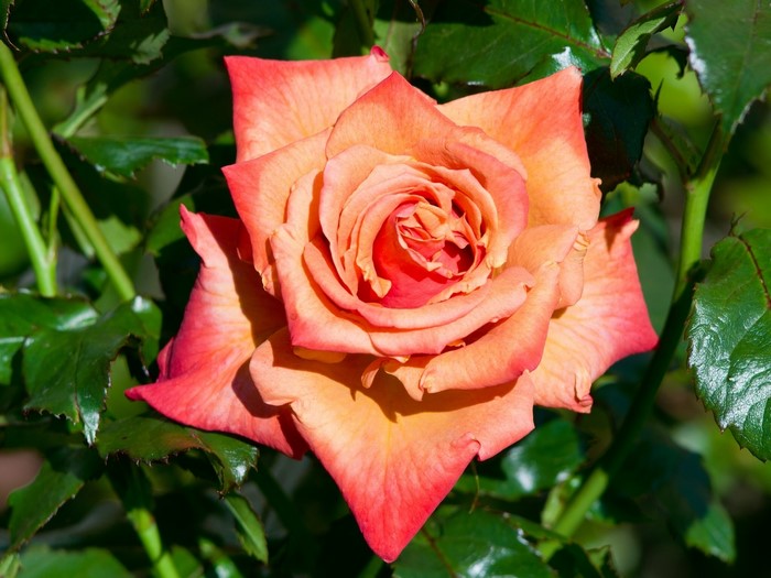 Close-up of a vibrant orange and pink rose
