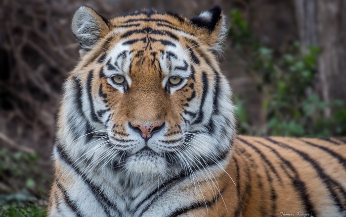 Close-up of a tiger's face