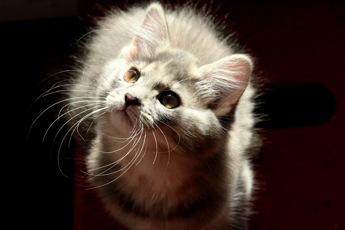 A fluffy kitten looking up with large whiskers