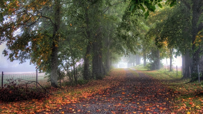 Autumn path lined with trees and fallen leaves