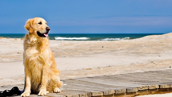 Golden Retriever sitting on a boardwalk at the beach