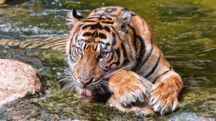 Tiger drinking water in a shallow stream