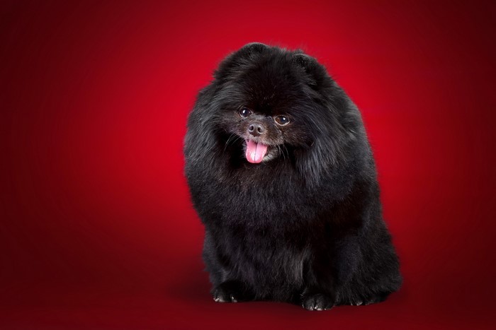 Black Pomeranian Spitz dog sitting on red background