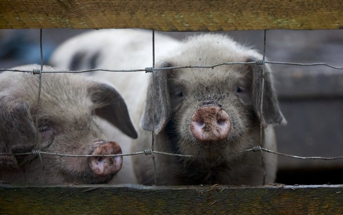Two pigs behind a fence